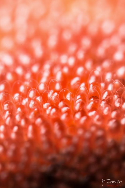 Eggs abstract by Kelvin H.y. Tan 