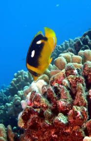 Four Spot Butterfly Fish. Maui, Hawaii by Kevin Robert Panizza 