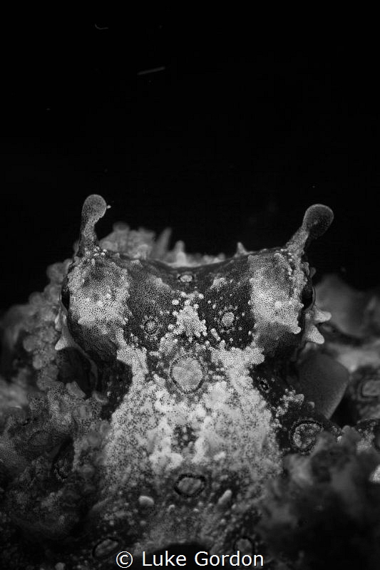 Blue-ring Octopus Portrait by Luke Gordon 