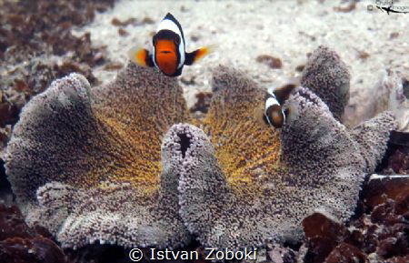 In bad weather(rain,wind,cold),what else you can do?Take ... by Istvan Zoboki 