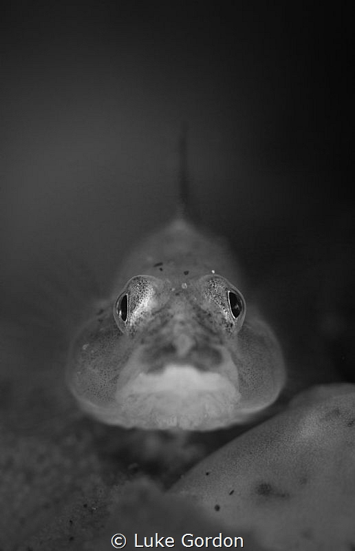 Ghostgoby Portrait by Luke Gordon 