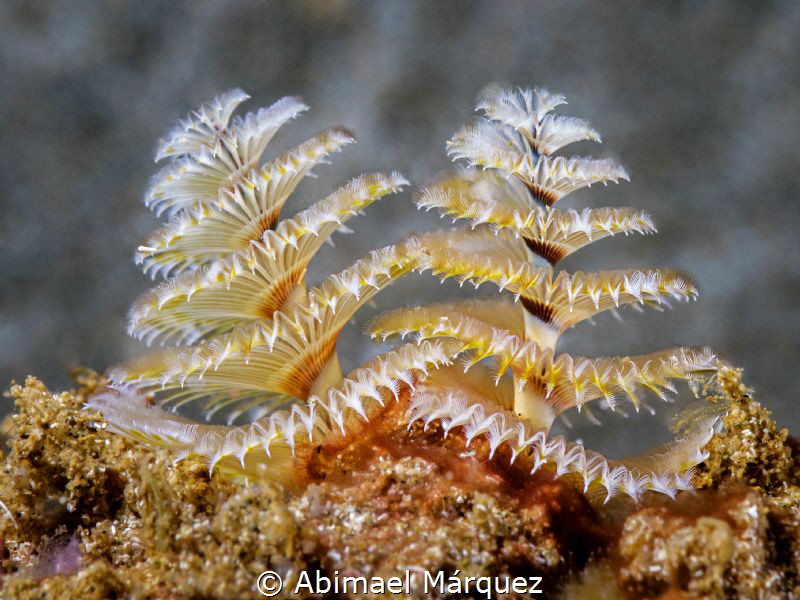 Christmas Tree Worm by Abimael Márquez 