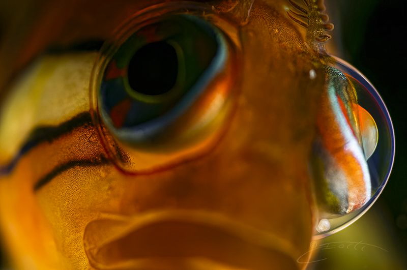 ~ Crystal Clear ~ by Geo Cloete 