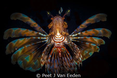 I have wings, if I could only fly by Peet J Van Eeden 
