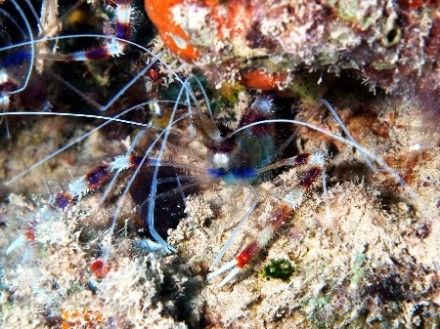 Shrimp taken at MFO Pipeline, Nuweiba with Olympus E-300 by Nikki Van Veelen 