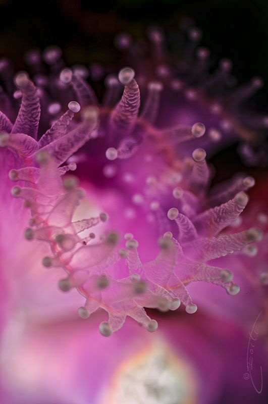 ~ Strawberry Splash ~ by Geo Cloete 