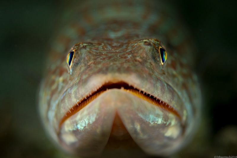 Bluestriped Lizardfish  
Blue Heron Bridge FLA USA by John Roach 