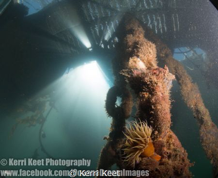 Another practise of the close focus wide angle with my ne... by Kerri Keet 