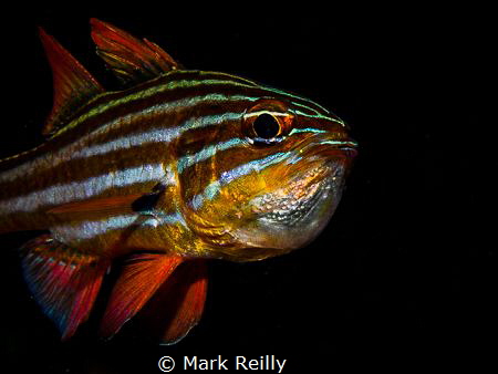 Cardinal fish with eggs by Mark Reilly 