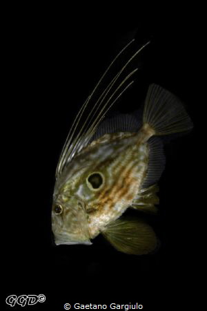 John Dory the true self... by Gaetano Gargiulo 