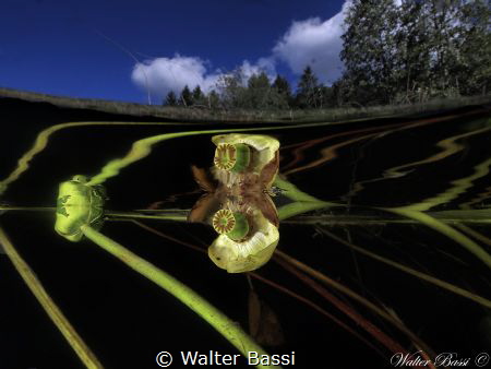 under and over the lake by Walter Bassi 