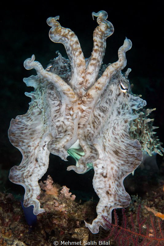 Cuttlefish. by Mehmet Salih Bilal 