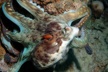 Octopus 60mm macro by Chris Kennedy 