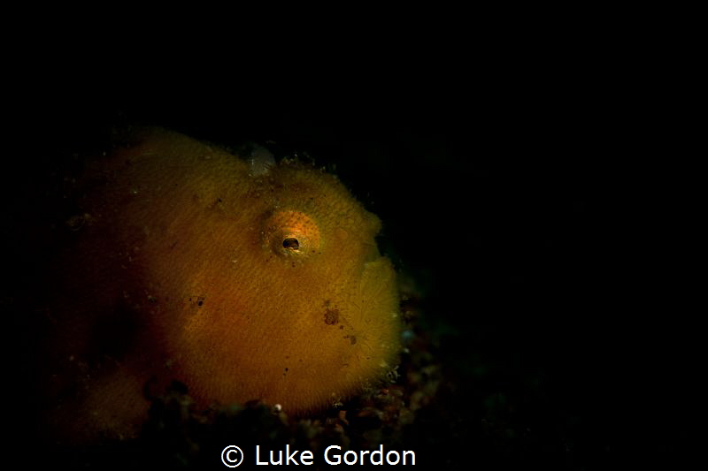 Spotlight Froggie by Luke Gordon 