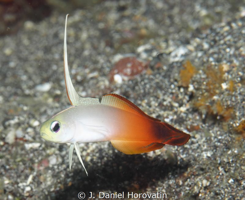 Fire dartfiish or red fire goby (nemateleotris magnifica)... by J. Daniel Horovatin 