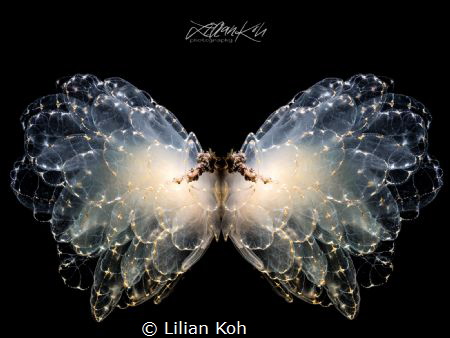 BUTTERFLY by Lilian Koh 