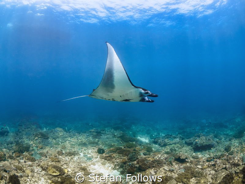 In flight entertainment 

Manta Ray - Manta alfredi

... by Stefan Follows 