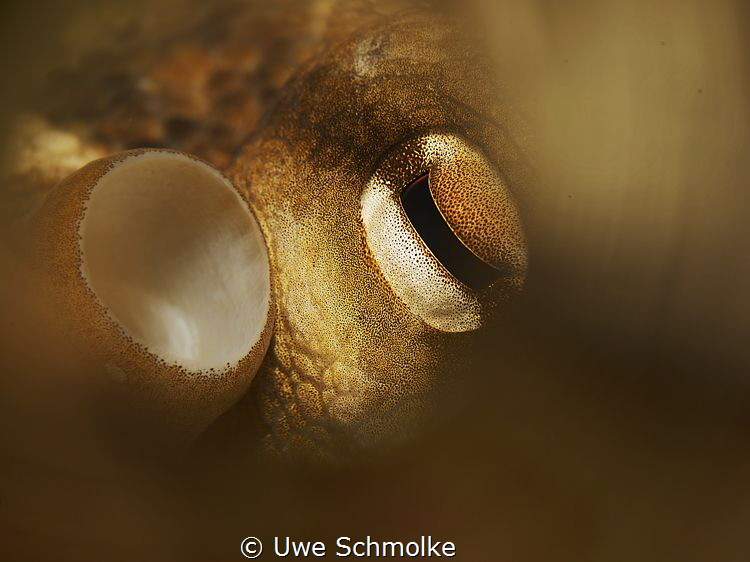 Octopus detail by Uwe Schmolke 