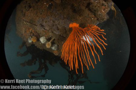 Beautiful gorgonian fan which is usually found at depth, ... by Kerri Keet 