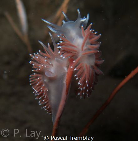 Flabellina verrucosa mating by Pascal Tremblay 