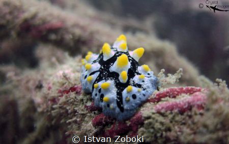 Varicose wart slug by Istvan Zoboki 