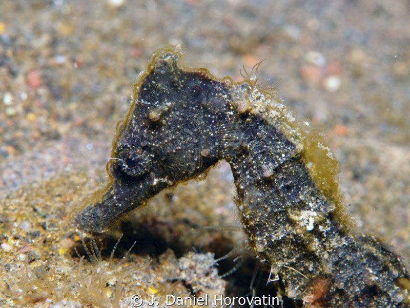 Seahorse by J. Daniel Horovatin 
