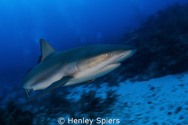 Shark Speed by Henley Spiers 
