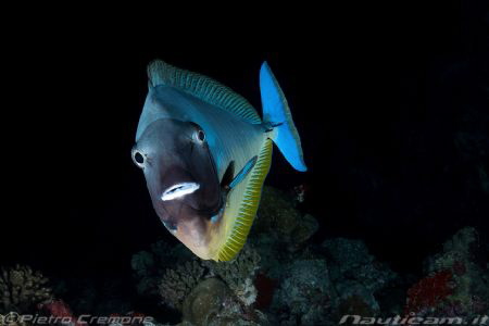 WTF..???? by Pietro Cremone 