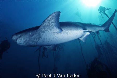 Meet the Gentle Giant- the ancient cowshark by Peet J Van Eeden 