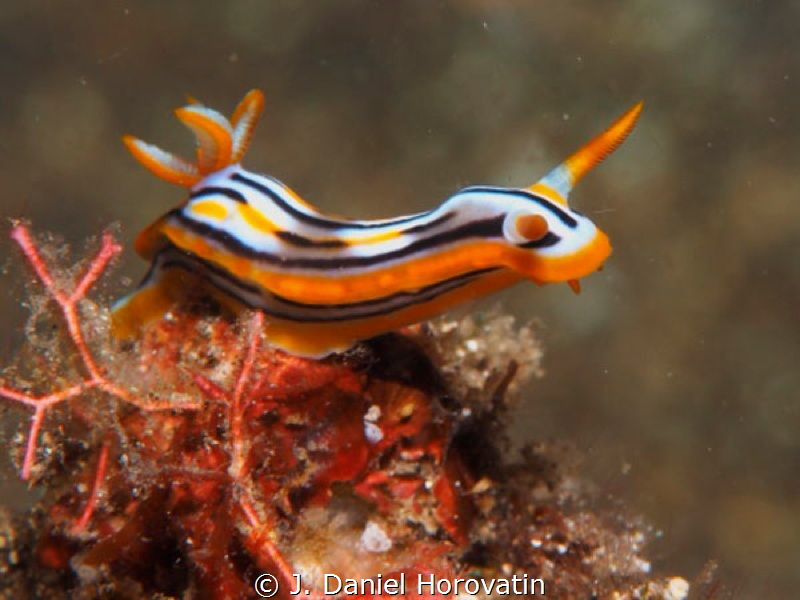 Nudibranch (chromodoris colemani?) by J. Daniel Horovatin 