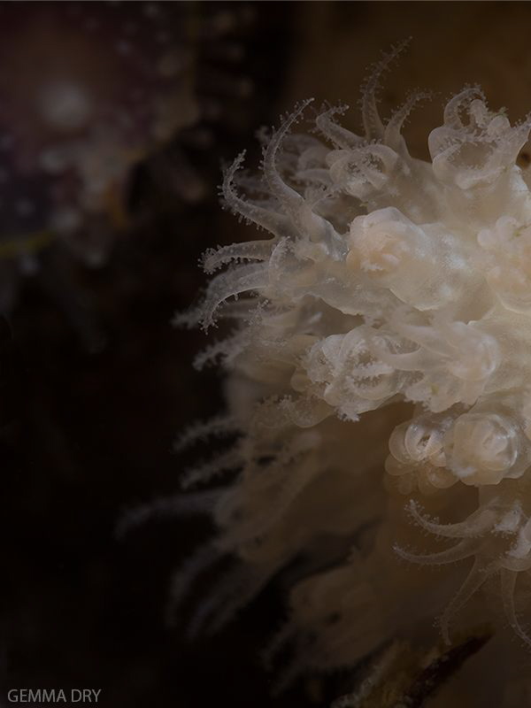 It's so dark where we dive, I just loved how this little ... by Gemma Dry 