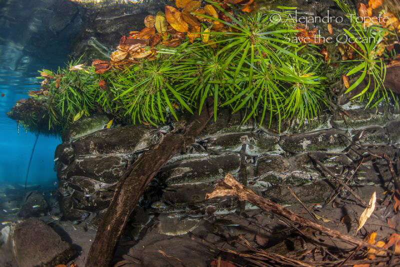 Plants in River,Las Estacas Mexico by Alejandro Topete 