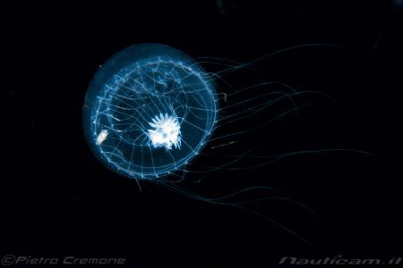 Blackwater Jelly by Pietro Cremone 