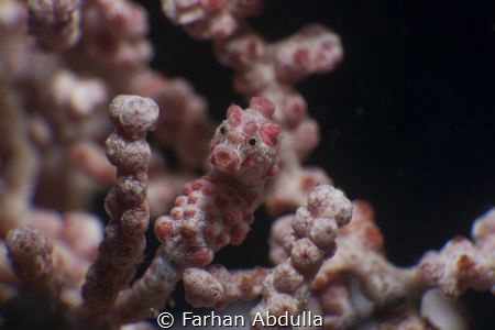 Striking a pose! by Farhan Abdulla 