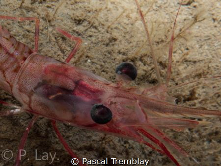 Nordic Shrimp close up. by Pascal Tremblay 