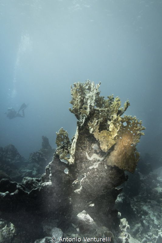 corals by Antonio Venturelli 