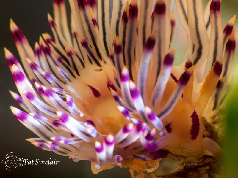 Working on using a diopter while in a macro workshop, I c... by Patricia Sinclair 