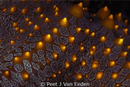 A universe within a universe by Peet J Van Eeden 