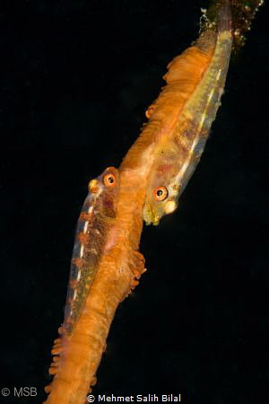 Eye-to-eye. by Mehmet Salih Bilal 
