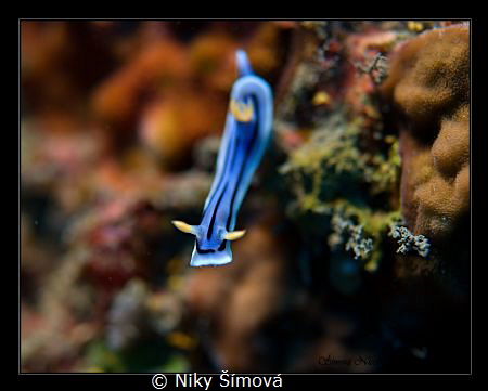 .. by Niky Šímová 