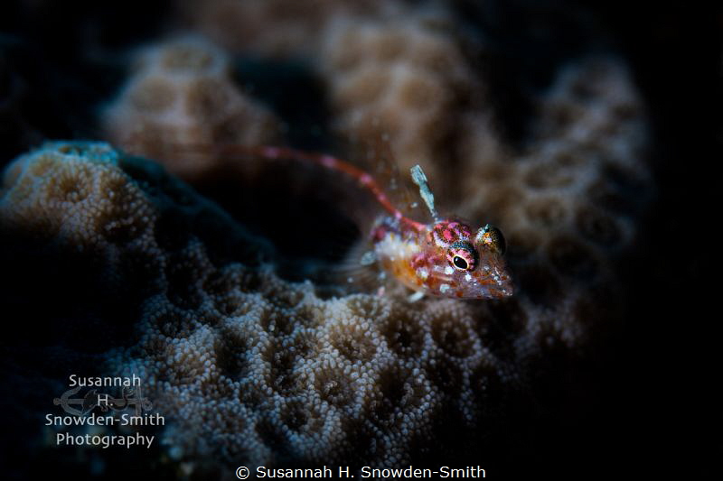 A brightly-colored flagfin glass blenny rests on coral.  ... by Susannah H. Snowden-Smith 