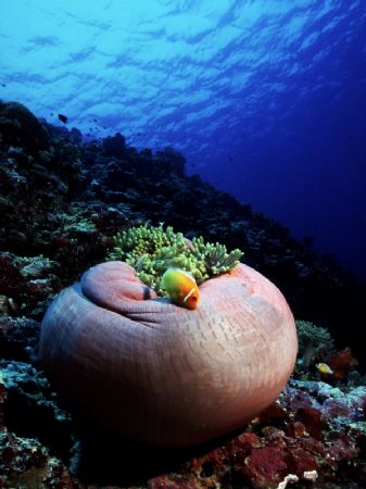 Palau, Micronesia, Pacific ocean by Mauro Serafini 