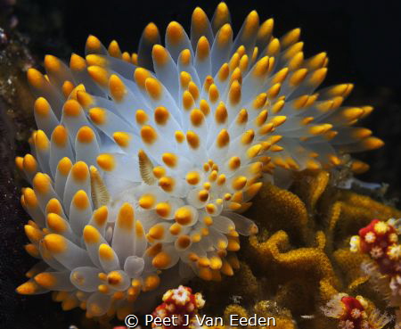 Shades of yellow by Peet J Van Eeden 