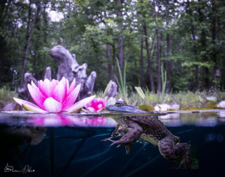 Lilly lover by Steven Miller 