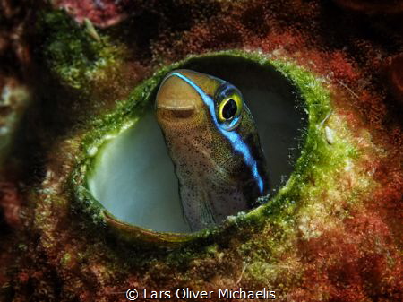 Sabre-toothed blenny by Lars Oliver Michaelis 