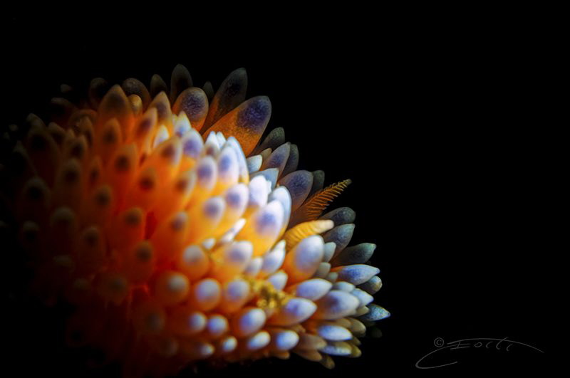 ~ Lava Lamp ~ by Geo Cloete 