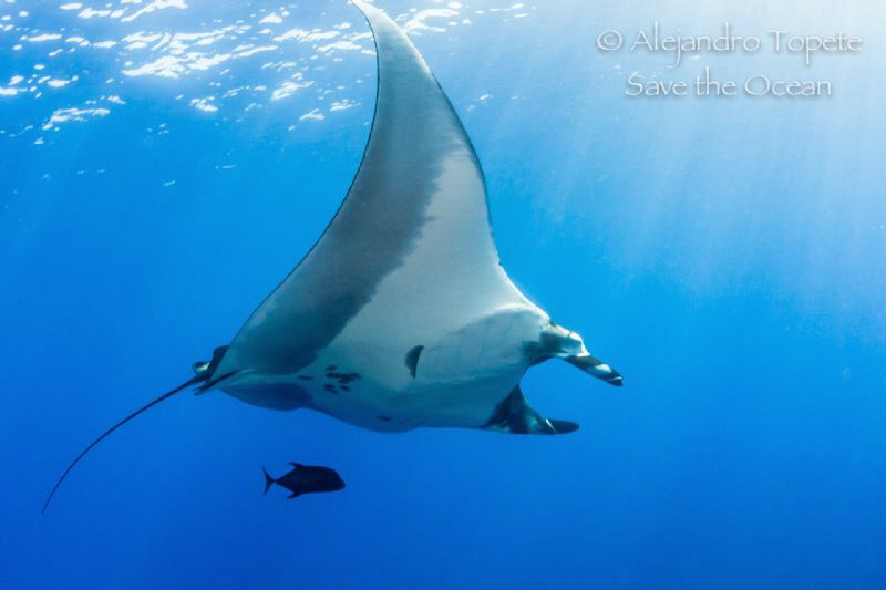 Mantaray with Sun Rays by Alejandro Topete 