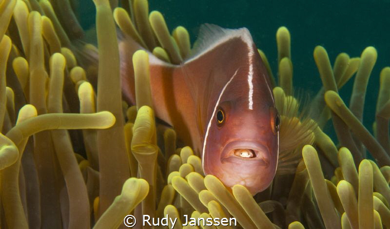 clown fish with parasite by Rudy Janssen 