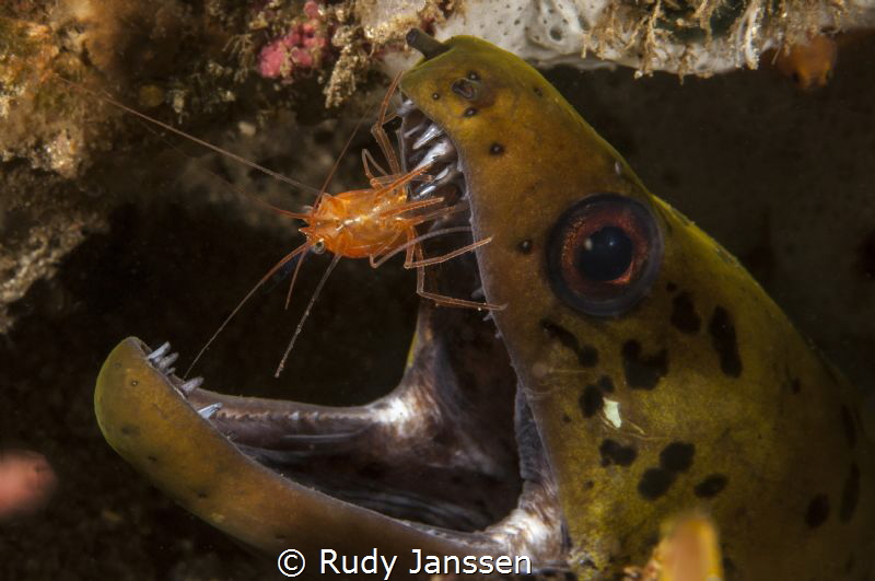 Moray with cleaning shrimp by Rudy Janssen 