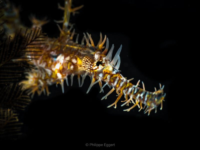 Ornate Ghost by Philippe Eggert 